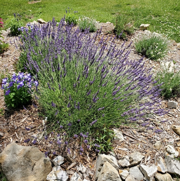 Hello! Welcome to my closet. - Picture 4 of 8